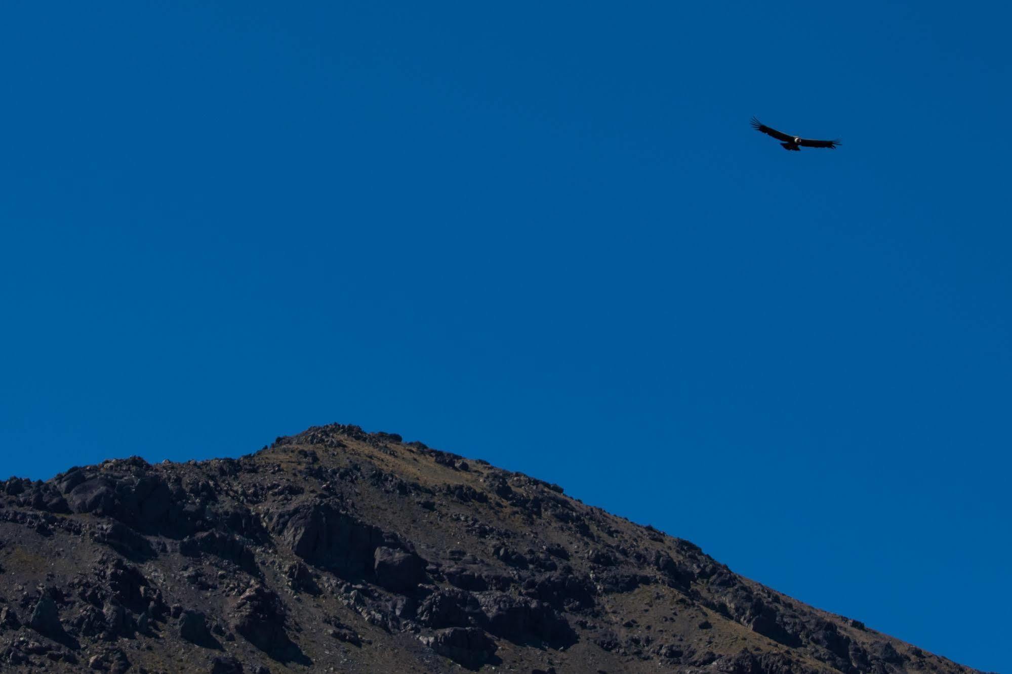 Noi Puma Lodge Machalí Dış mekan fotoğraf